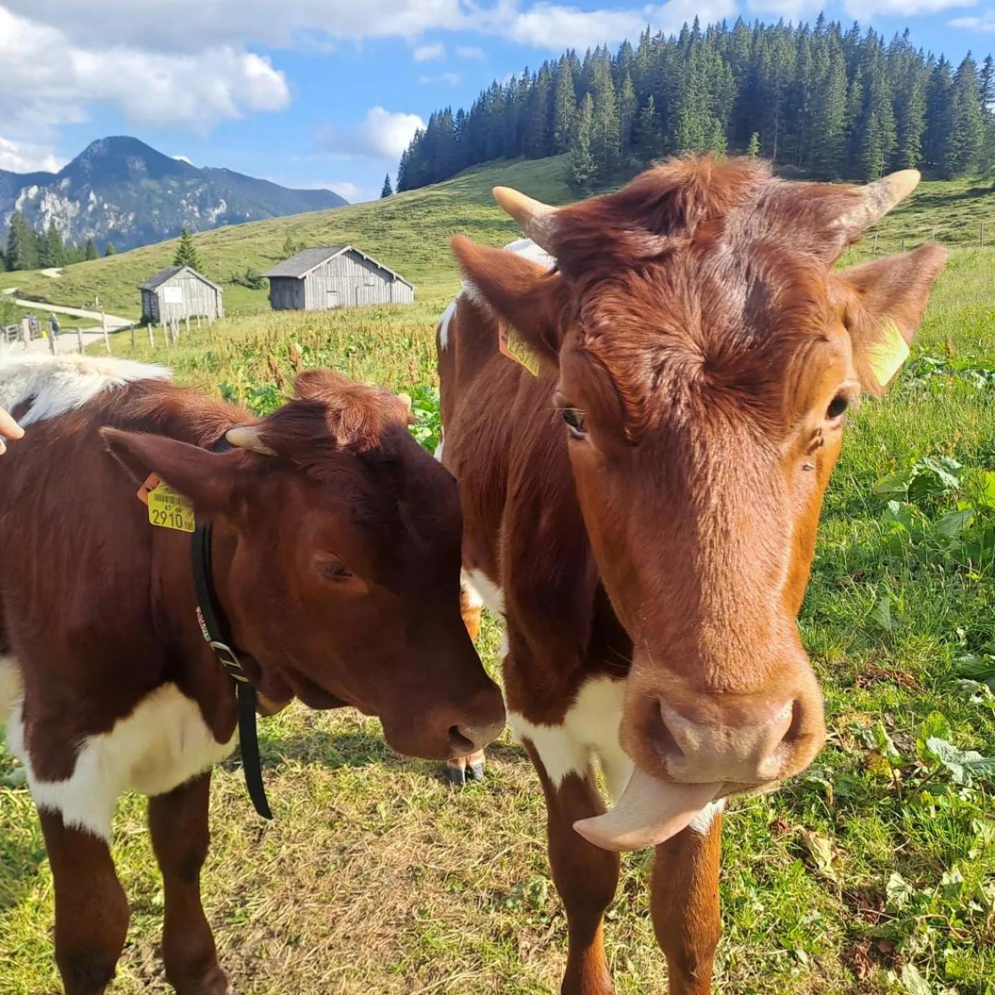 Mountainlove Strobl Luaran gambar